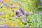 Bumblebee on a lavender flower in Provence