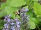 Bumblebee on lavender flowers