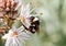 Bumblebee licking pollen on a flower side