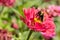A bumblebee licking pollen off its legs on a zinnia