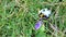 A bumblebee looking for nectar on a flower