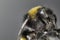 bumblebee macro
