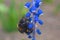 Bumblebee macro photos. Insect on a blue flower