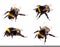 Bumblebee macro view isolated