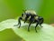 Bumblebee Mimic Robberfly 3