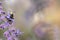 Bumblebee with mites on lavender