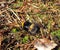 Bumblebee on moss in swamp