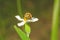 A bumblebee nectar feeder on a white flower