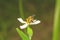 A bumblebee nectar feeder on a white flower