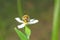 A bumblebee nectar feeder on a white flower