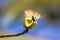 A bumblebee nectar feeder on a white flower White silk cotton tree - The Latin name is Bombax anceps Pierre