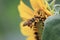 Bumblebee nectar flower