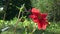 Bumblebee - nectar picker on red autumn dahlia