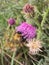 Bumblebee nectar pollination thistle insect