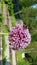 Bumblebee on the onion flower. Pollination of onion flowers with a insect. Beautiful blooming onion, lilac ball. Close