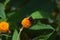 A bumblebee on an orange ball tree flower, Buddleja globosa