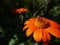 Bumblebee on orange daisy flower