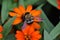 Bumblebee on Orange Flower