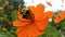 Bumblebee on Orange Flower in Ralston Arboretum, Raleigh