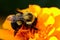 Bumblebee on an orange marigold flower