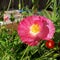 Bumblebee over Pink Flanders Poppy Flower 03
