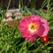 Bumblebee over Pink Flanders Poppy Flower 04