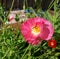Bumblebee over Pink Flanders Poppy Flower 05