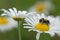 The bumblebee and the ox-eye daisy
