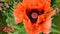 Bumblebee and Papaver orientale, bumblebee, Papaver orientale, video