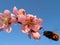 Bumblebee On Peach Blossom on blue sky background