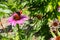 A bumblebee and a peacock butterfly aglais io sitting side by side and harvesting on a purple coneflower echinacea