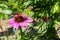 A bumblebee and a peacock butterfly aglais io sitting side by side and harvesting on a purple echinacea in full bloom