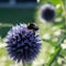 Bumblebee on a people onion flower