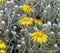 Bumblebee perched on a yellow daisy bush flower