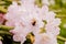 Bumblebee in a pink azalea blossom or rhododendron in garden. Season of flowering azaleas. Selective focus