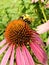 Bumblebee on a pink coneflower petals, pollen, and stigma.