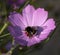 Bumblebee on a pink daisy flower on nature