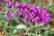 Bumblebee on a Pink Flower