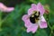 Bumblebee on pink flower