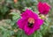 Bumblebee on a pink flower of Beach Rose Rosa rugosa