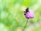 Bumblebee on pink flower of chives herb