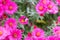 a bumblebee on a pink flower collects pollen