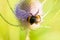 A bumblebee on a pink flower.Insect on flower