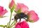 Bumblebee on pink rose bud