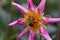 Bumblebee on a pink and yellow dahlia close up, macro