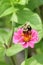 Bumblebee on a Pink Zinnia Flower