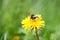 bumblebee with pollen basket, humble-bee with pollen basket or corbicula (plural corbiculae) on a yellow dandelion
