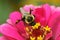 Bumblebee With Pollen Sprinkles on Zinnia Flower - Bombus