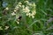 Bumblebee pollenating on flower in green grass