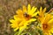 Bumblebee Pollenating on a Yellow Wild Flower